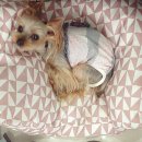 멍멍샤워 이미지