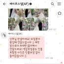 에이프스냅