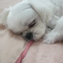 무지개유치원 | 평택 강아지 유치원 추천 베일리베일리 내돈내산 후기 / 가격, 픽드랍, 호텔링 정보