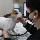 중앙동물병원 이미지