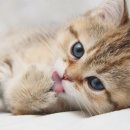 모두들 고양이 좋아하세요? ㅎㅎ