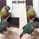 피카