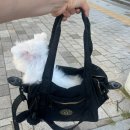 뷰티펫# | [소노펫 뷰티] 노견 말티즈 내돈내산 위생 미용 후기, 가는 방법, 가격 - 4년째 이용 중