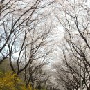 구례 오산 사성암아래 [섬진강벗꽃축제장]의 벗꽃길과 정겨운 추억음악 이미지