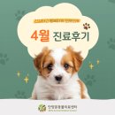 안양축협동물병원 | 안양본동물의료센터 4월 진료후기, 안양24시동물병원