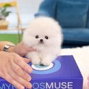 동물사랑애견샵 | 송도강아지분양 애견샵 방문 후 달라진 하루