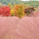송원쉼터 | 가평 평강랜드 가을 단풍 출사, 핑크뮬리까지 아름다웠던 가족여행 코스