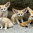 여우 PC방 이미지