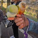시청역 2번출구 방향 교통섬 | 계양천 벚꽃길 주차 명소 및 실시간 개화 현황 산책 코스 정리(w. 반려견 산책 코스)🐕대중교통이용 방법