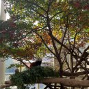 포시즌스크린 | [일상] 20231114 모래와 떠난 에버랜드