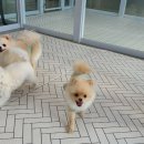 아망도그플레이스 이미지