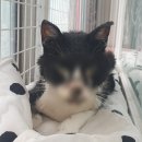 신천동물병원 | [신천동물병원 후기] 고양이 사망_송파구