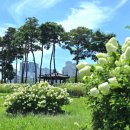 도솔광장 잔디광장 이미지