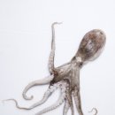 신선 낙지 이미지