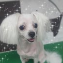 뽀삐애견샵 이미지