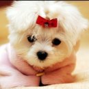 이쁜강아지 이미지