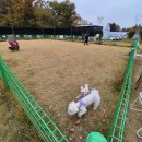 남동64 | 만수동 카페 빌리 아이와 인천 애견동반가 대형카페 추천