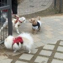 몰리스 놀이터/호텔 | 위례 스타필드 강아지 동반 / 방문 전 체크할 꿀팁 4가지🐶