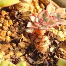 두만농장 이미지