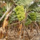 마그네슘, 비타민C 등 풍부한 바나나의 놀라운 효능.... 이미지