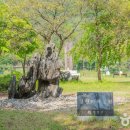 넘버85가든(No.85 garden) | [강원도 평창군] 평창돌문화체험관