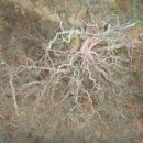 울진소나무 이미지