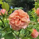 라빌라빌라 이미지