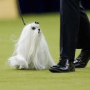 JUST DOG 이미지
