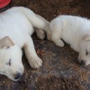 증도농장 이미지