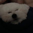 청라 공감 동물의료센터 이미지