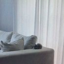 대전 고양이분양 퍼스트캣 대전점 이미지