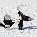 까치인터넷 이미지