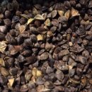 메밀사랑 이미지