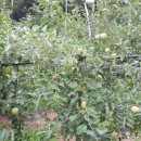 석화농원 이미지