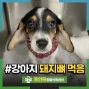 돌이된 며느리+강아 | 강아지 돼지뼈 먹었을 때 왜 위험할까? 위절개 수술 후기