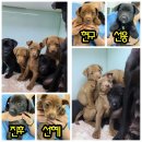 댕과댕빵 이미지