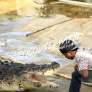 재현농장 | 코타키나발루 근교 ‘투아란 악어농장(Tuaran Crocodile Farm)’ 단독 투어 후기 및 정보(당일 예약 가능)