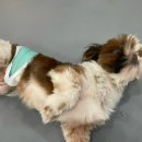 멍쉬멜로 이미지