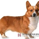 한가람동물의료센터 이미지