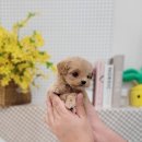 김해 강아지분양 베베몽 이미지