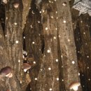 신안농장 이미지