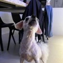 뽀dog 이미지