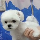 로댕펫살롱