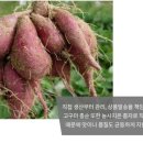 임성규네고구마영농조합법인