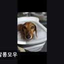 펫살롱모우 이미지