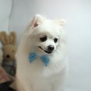 포리애견 이미지