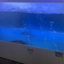 물만난오징어 이미지