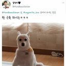 댕댕이미용 이미지