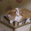 반려반상 이미지