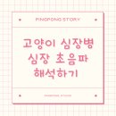 보호자도 이해하기 쉬운 고양이 심장병 심장 초음파 해석